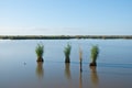 Water sedges Royalty Free Stock Photo