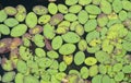 Water Shield floating on dark tannin water of Okefenokee Swamp National Wildlife Refuge, Georgia Royalty Free Stock Photo