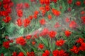 Water shower over red tulip flowers