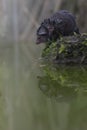 Water shrew close up portrait near water