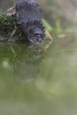 Water shrew close up portrait near water