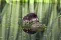 Water shrew, Neomys fodiens Royalty Free Stock Photo