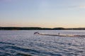 Water skiing on lake behind a boat Royalty Free Stock Photo