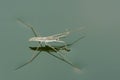 Water skipper Royalty Free Stock Photo