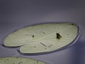 Water Skipper and a dead fly on a water lily leaf Royalty Free Stock Photo