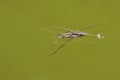 Water skipper Royalty Free Stock Photo