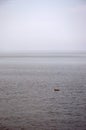 Single duck swimming on the lake and water and sky blend together at horizon