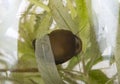 Water snail in bowl