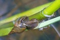 Water snail crawls along a reed under water Royalty Free Stock Photo