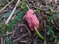 Water snail eggs on stems, pink