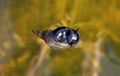 Water snail in the pond