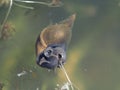 Water snail in a pond