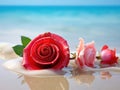 Water snail shell and red hibiscus flower