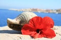 Water snail shell and red hibiscus flower Greece