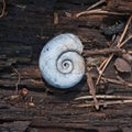 Water snail in spirail shell