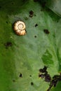 Water snail on waterlily