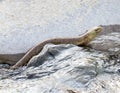 Water snake Royalty Free Stock Photo