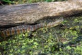 Water Snake Royalty Free Stock Photo