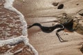 Water snake on the beach among people. dangerous snake crawled to the beach Royalty Free Stock Photo