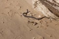 Water snake crawls on the sand. water snake crawls on the sand Royalty Free Stock Photo