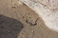 Water snake crawls on the sand. water snake crawls on the sand Royalty Free Stock Photo