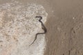 Water snake crawls on the sand. water snake crawls on the sand Royalty Free Stock Photo