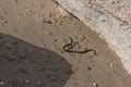 Water snake crawls on the sand. water snake crawls on the sand Royalty Free Stock Photo