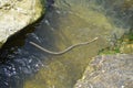 Water snake in Black Sea (Dice snake, Natrix tessellata) Royalty Free Stock Photo