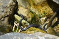 Water snake in Black Sea (Natrix) Royalty Free Stock Photo