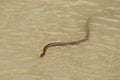 Water snake