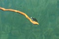 Water snake caught the fish Royalty Free Stock Photo