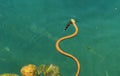 Water snake caught the fish Royalty Free Stock Photo