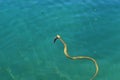 Water snake caught the fish Royalty Free Stock Photo