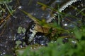 Water snake caught the frog Royalty Free Stock Photo