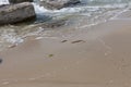 Water snake creeps into the water.. water snake crawls on the sand Royalty Free Stock Photo