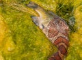 Water Snake Eating Prey