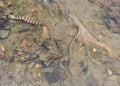 Water Snake Eating Prey Royalty Free Stock Photo