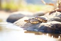 water snake laying on a sunny creek bank stone