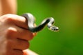 Water Snake (Natrix) in Hand Royalty Free Stock Photo