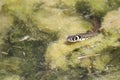 Water snake Royalty Free Stock Photo