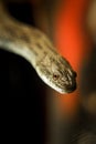 Water snake Nerodia rhombifer Royalty Free Stock Photo