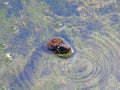 Water snake pokes head up through water to look around