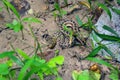 Water snake resting on the ground in hot summer. Nonvenomous buff striped keelback crawling