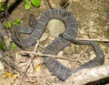 Water Snake Resting