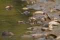 Water snake on the river Royalty Free Stock Photo