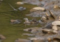 Water snake on the river Royalty Free Stock Photo