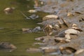 Water snake on the river Royalty Free Stock Photo