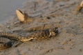 Water snake on the river Royalty Free Stock Photo