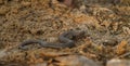 Water snake on the river Royalty Free Stock Photo