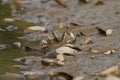 Water snake on the river Royalty Free Stock Photo